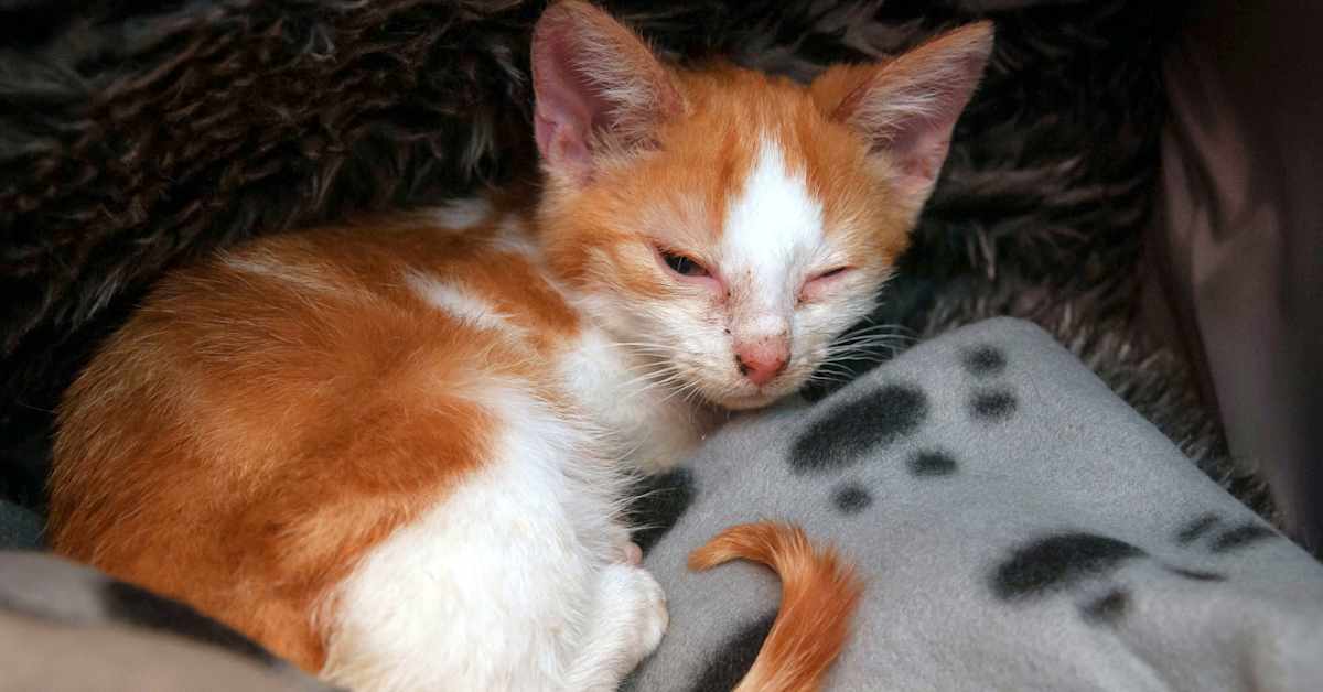 Populaatiokissojen määrä kääntyi laskuun – kissakriisi kuitenkin jatkuu