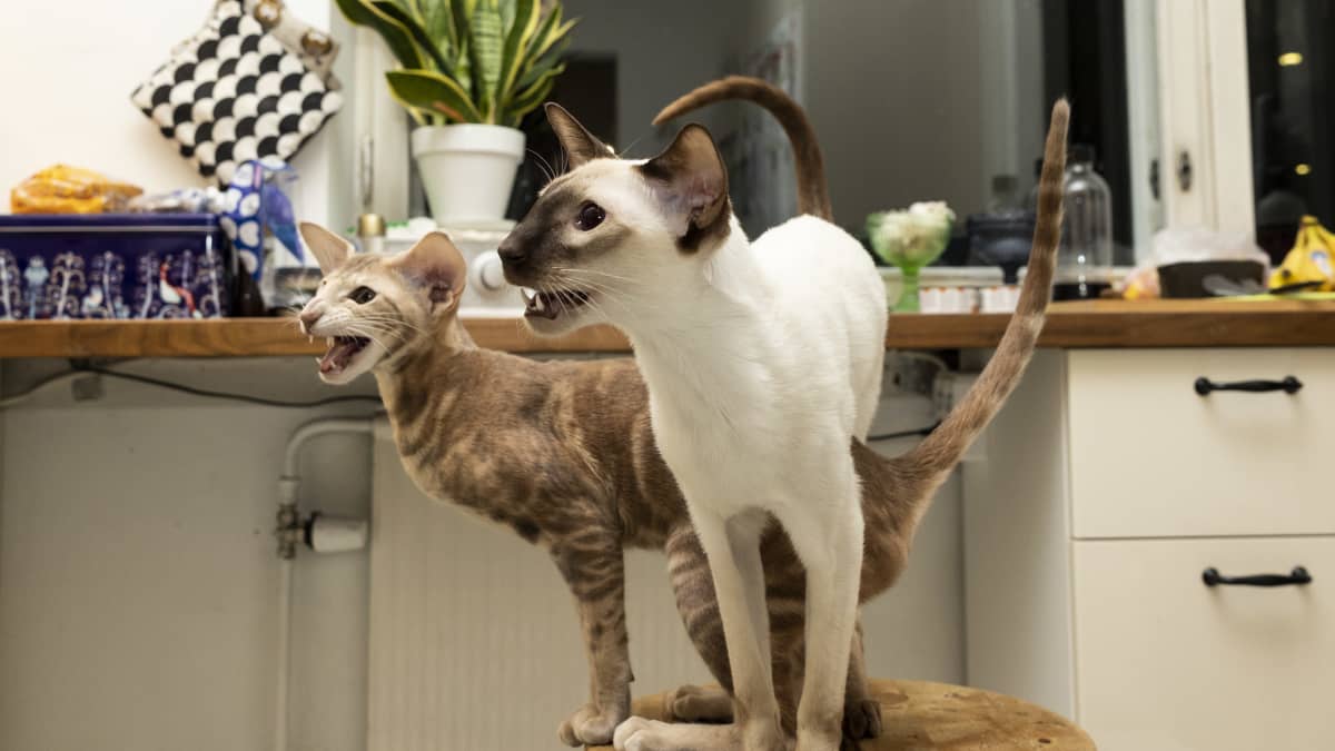 Kerttu ja Kassu kissat odottavat ruoka-annoksiaan keittiössä.