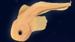 Pseudoliparis-sukuun kuuluva kala.