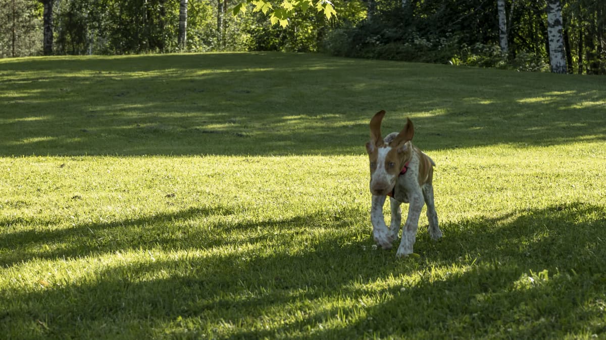 Jenni Alppisara kouluttamassa Aimo-koiraansa puistossa.