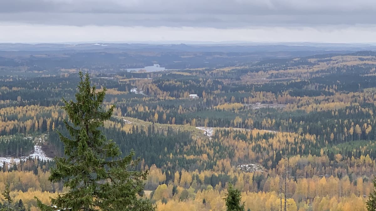 Ruskaa Mäkrällä Kolin alueella.