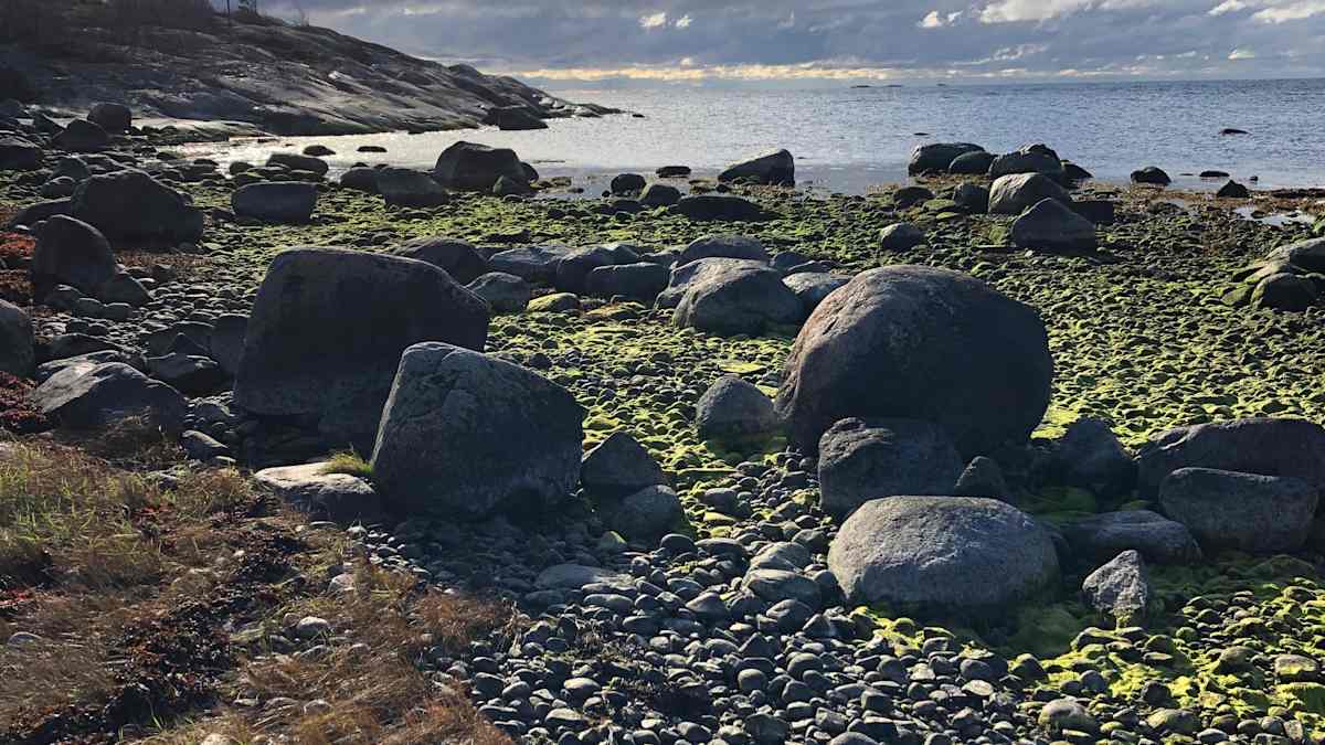 Merimaisema Örön saarelta