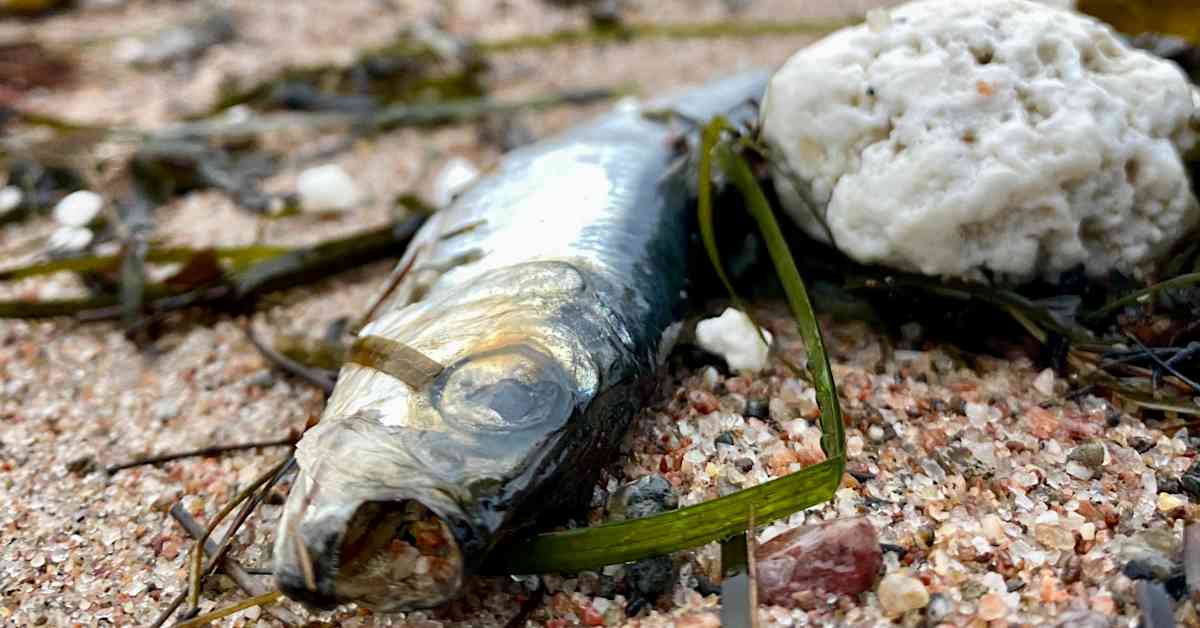 No signs of disease in fish washed up on Hanko's shoreline | Yle News | Yle