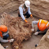 Arkeologit tutkivat haudasta löytyneitä vainajia lähellä Chilcan kaupunkia.