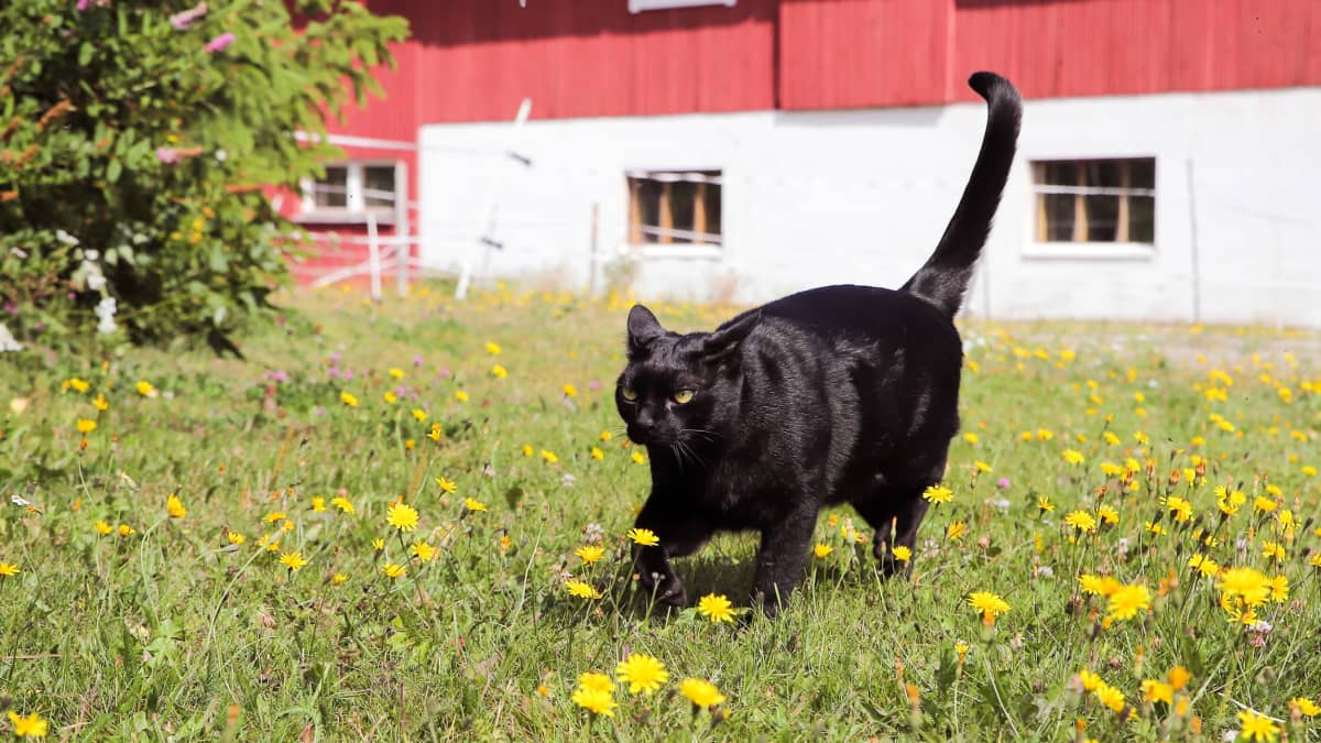 Musta kissa juoksee maatilan pihassa.