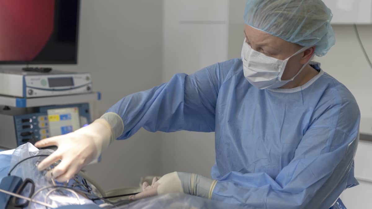 Eläinlääkäri Suvi Heinola tekee bokserinartulle sterilointileikkausta, jossa poistetaan munasarjat.