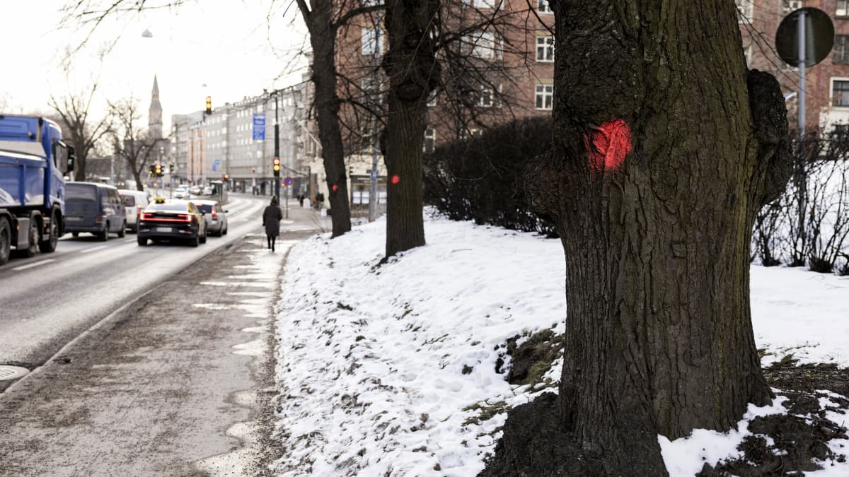 Mannerheimintien kaadettaviin puihin on laitettu punainen merkki maalilla.
