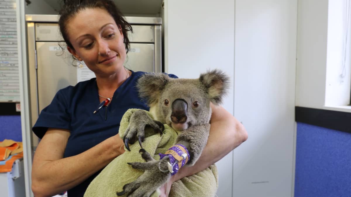 Sairaanhoitaja pitää loukkaantunutta koalaa sylissään.