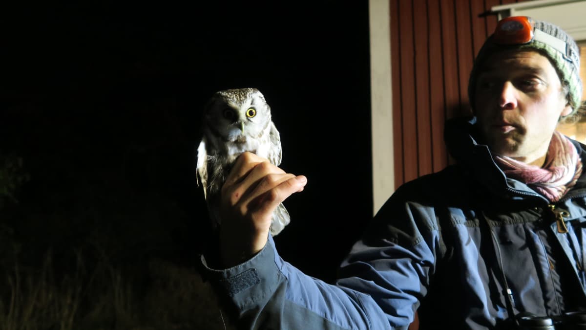 Hangon lintuasemalla rengastettu helmipöllö intendentti Aleksi Lehikoisen kädessä.