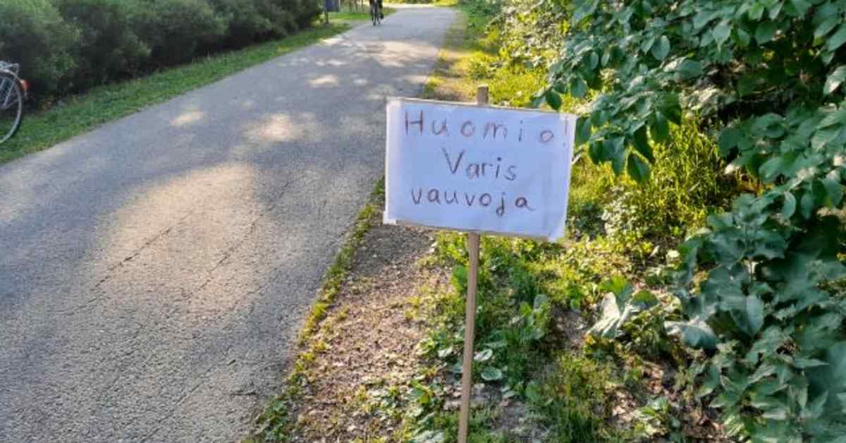 Kolmen kuukauden kieltoaika metsien hakkuille – lakimuutos turvaisi lintujen keväisen pesintärauhan parhaissa kohteissa