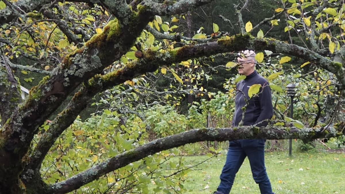 Markus Ukkonen kävelemässä omenapuun takana.