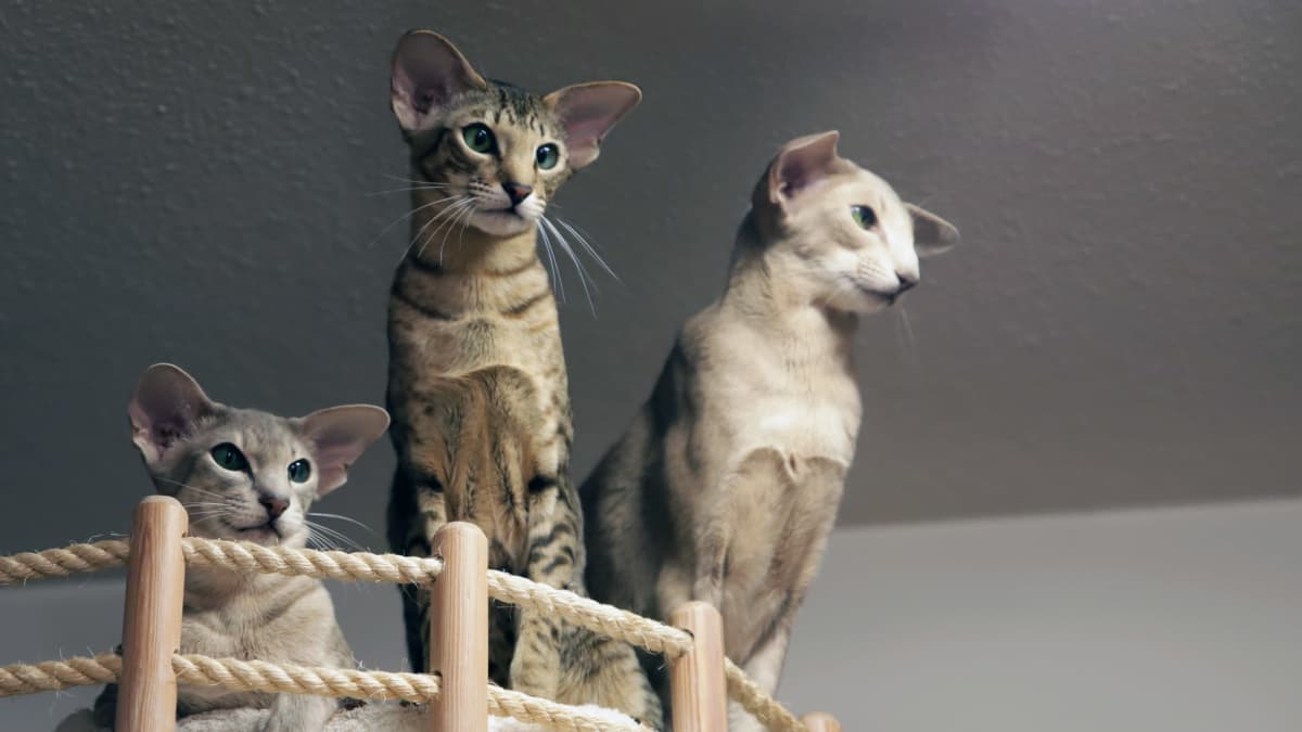 Kolme kissaa kiipeilypuussa
