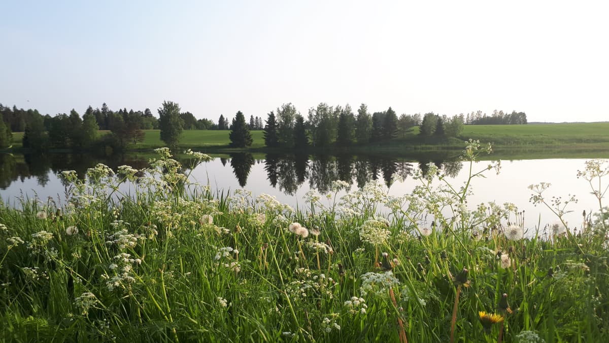 Kuva kesäisestä maisemasta, jossa etualalla kasveja, keskellä tyyni joki ja sen takana vihreää nurmea ja sekalaisesti puita. 