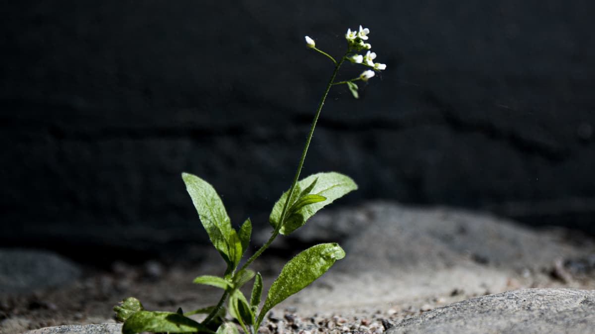 Yksinäinen kukka betonirakennuksen edessä.