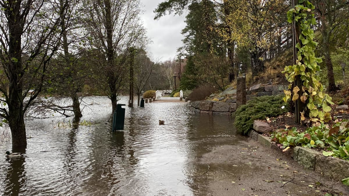 Sapokan hiekkaiselle kulkutielle on tulvinut vettä. Sorsa ui vedessä tien kohdalla.
