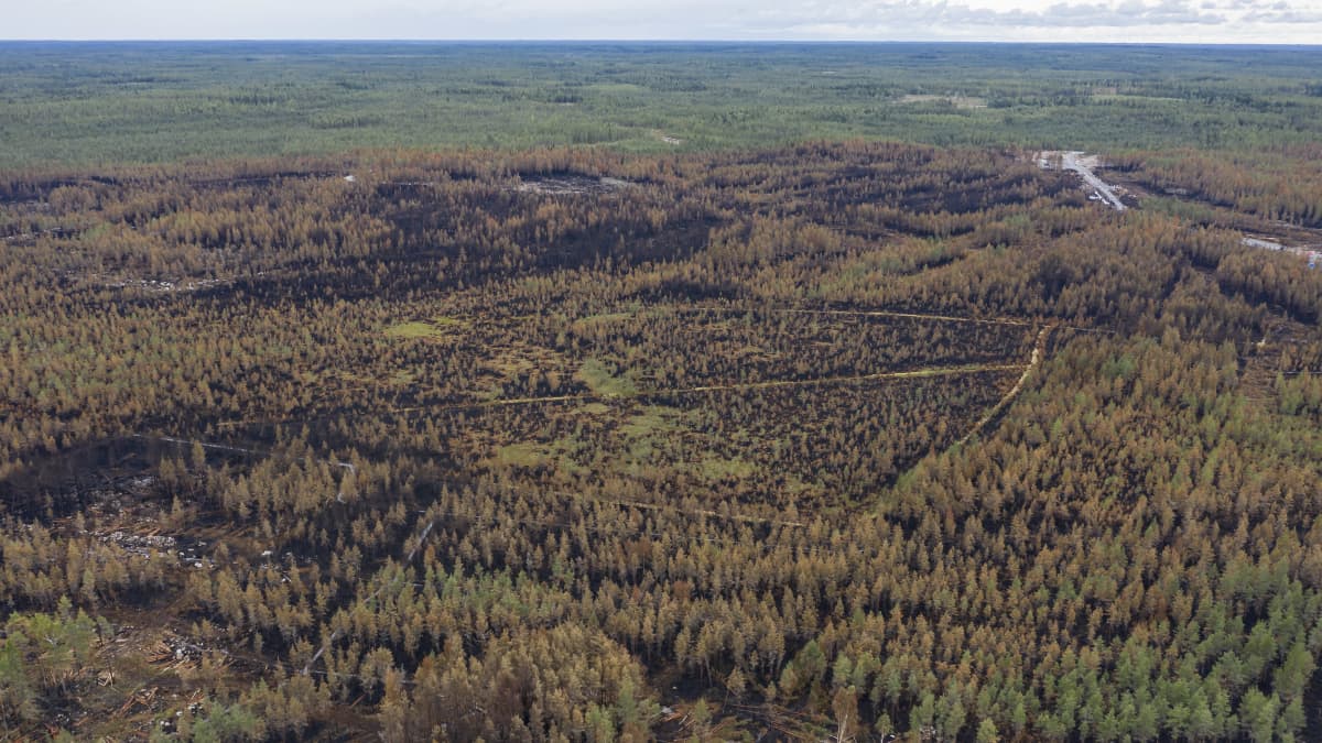 Palanutta metsää.