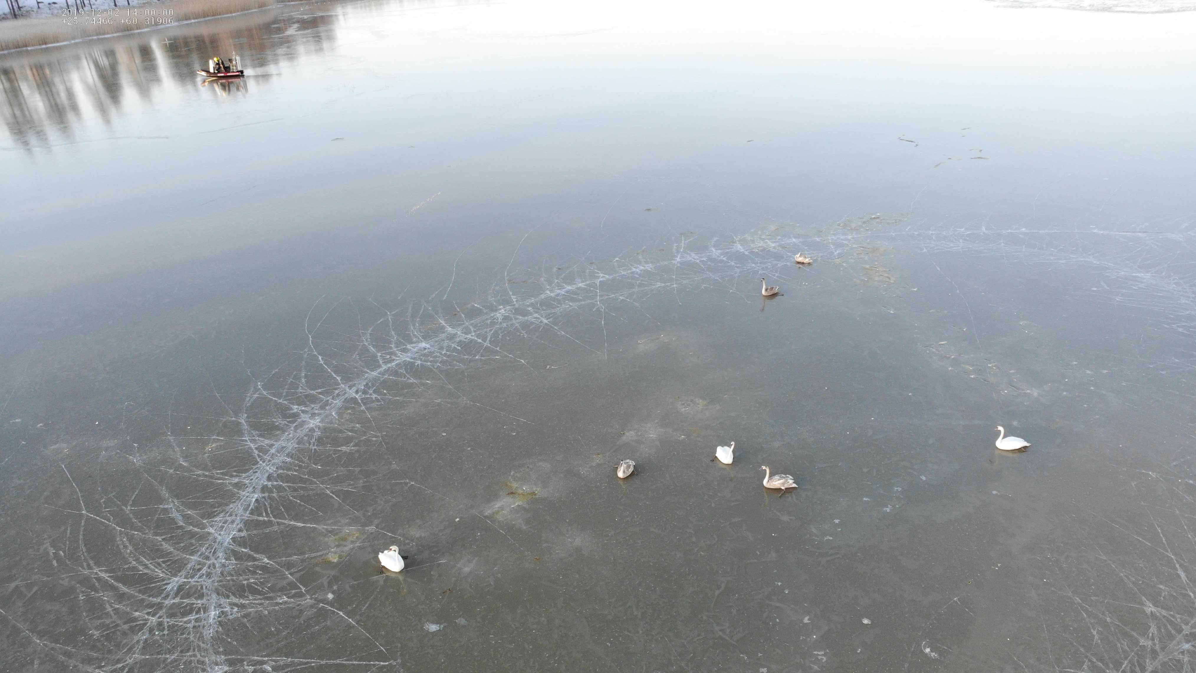 Bilden är tagen uppifrån. På den syns svanar fastfrusna i isen och en hydrokopter som närmar sig dem.