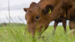 Lehmä syö ruohoa pellolla. 