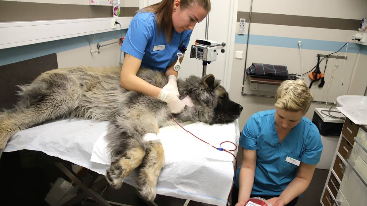 Koira luovuttaa verta eläinlääkärin ja klinikkaeläinhoitajan kanssa