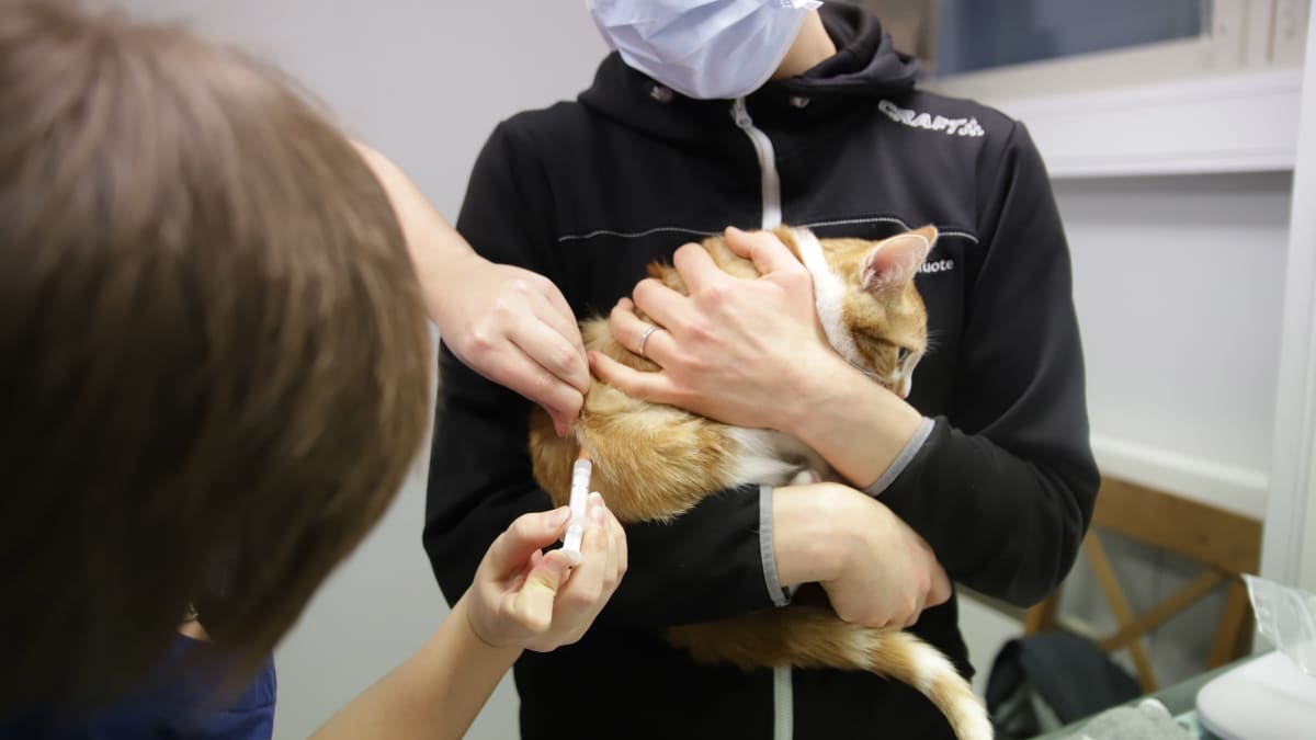 Kissa rokotuksessa.