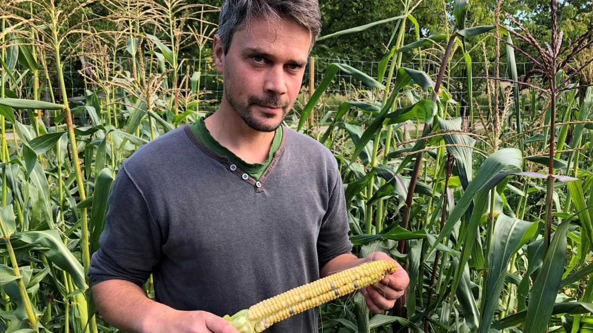 Tutkija Valter Weijola näyttää maissisatoa Turun kasvitieteellisessä puutarhassa.