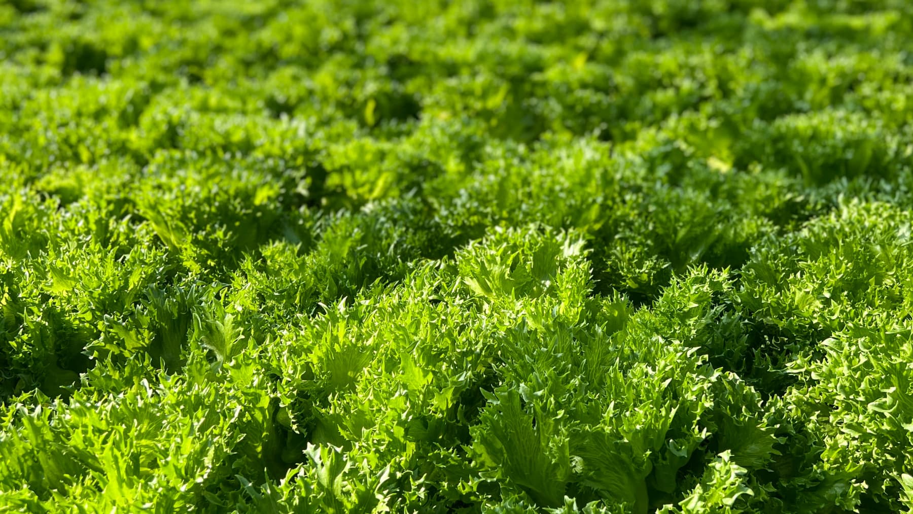 Salaattia kasvamassa Varpio-puutarhalla Orimattilassa.