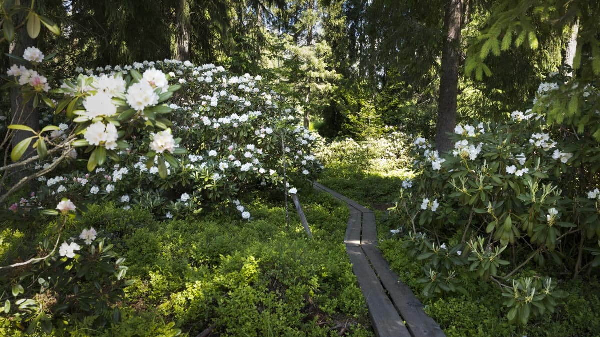 Puulankuista rakennettu polku johdattaa Jyväskylässä Alppiruusupuistoon. Polun molemmin puolin kukkii alppiruusuja ja maassa kasvaa mustikanvarpuja. 
