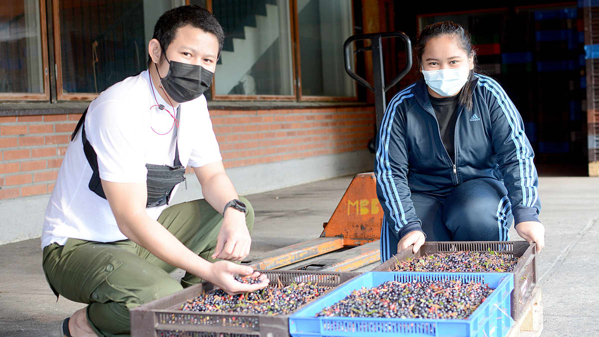 Kaksi thaimaalaista marjanpoimijaa istuu mustikkalaatikoiden luona.