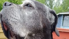 Cane corso -rotuinen harmaa koira lähikuvassa.