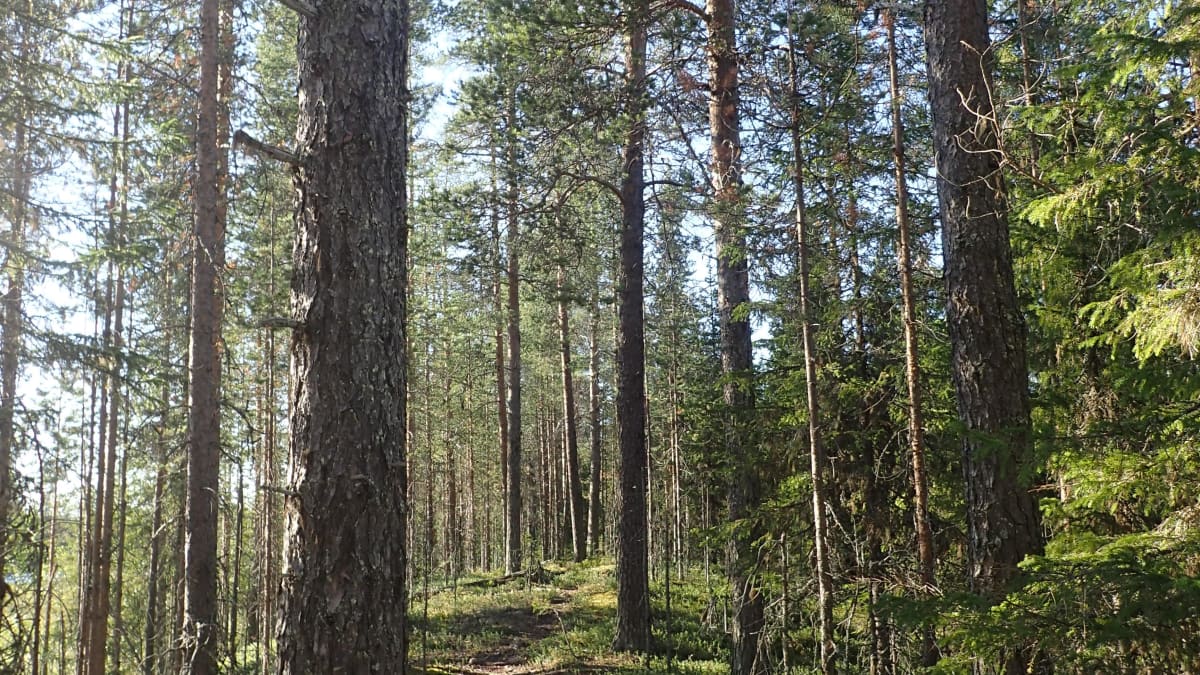 Mäntyvaltaista metsää Laukkujoen varressa Pellon kunnassa Länsi-Lapissa.