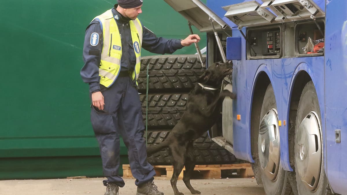 Huumekoira Rami haistelee huumeita sinisen bussin kyljestä, vieressä kouluttaja Valtteri Majaniemi.