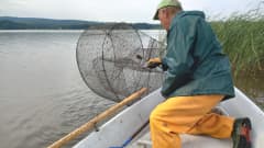 Vihreään sadetakkiin sekä keltaisiin sadehousuihin sonnustautunut kalastaja laskee katiskan veneestä järveen.