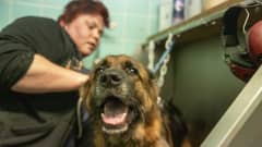 Minna Koso pesee saksanpaimenkoiraa pesuhuoneessa. Koira on laitettu teräksiseen pesualtaaseen.
