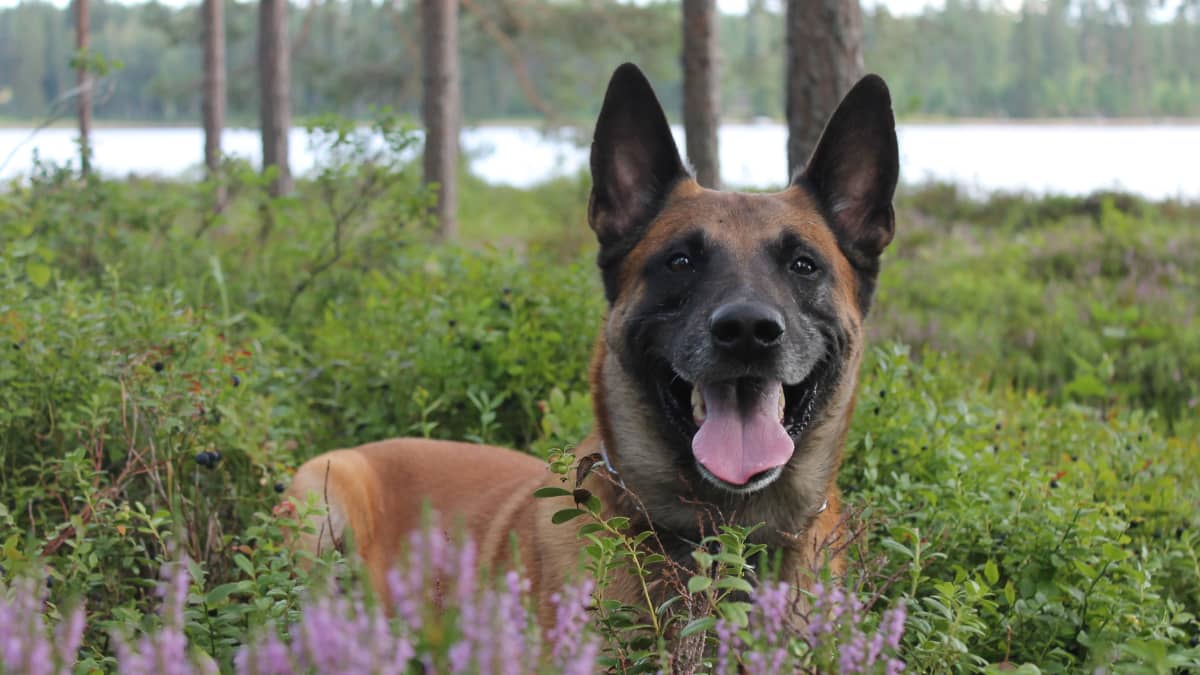 Poliisikoira Rike metsässä.
