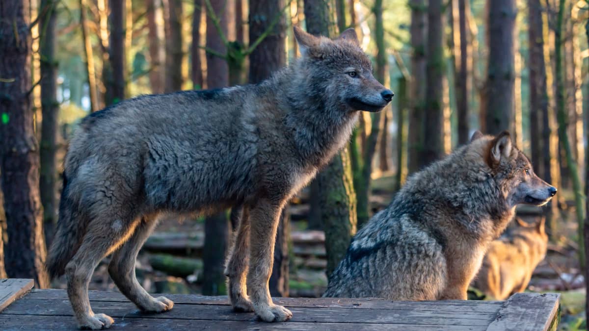 Harvinainen löytö lähellä Venäjän rajaa – Ylämaalta löytyi kaksi koirasutta  | Yle Uutiset