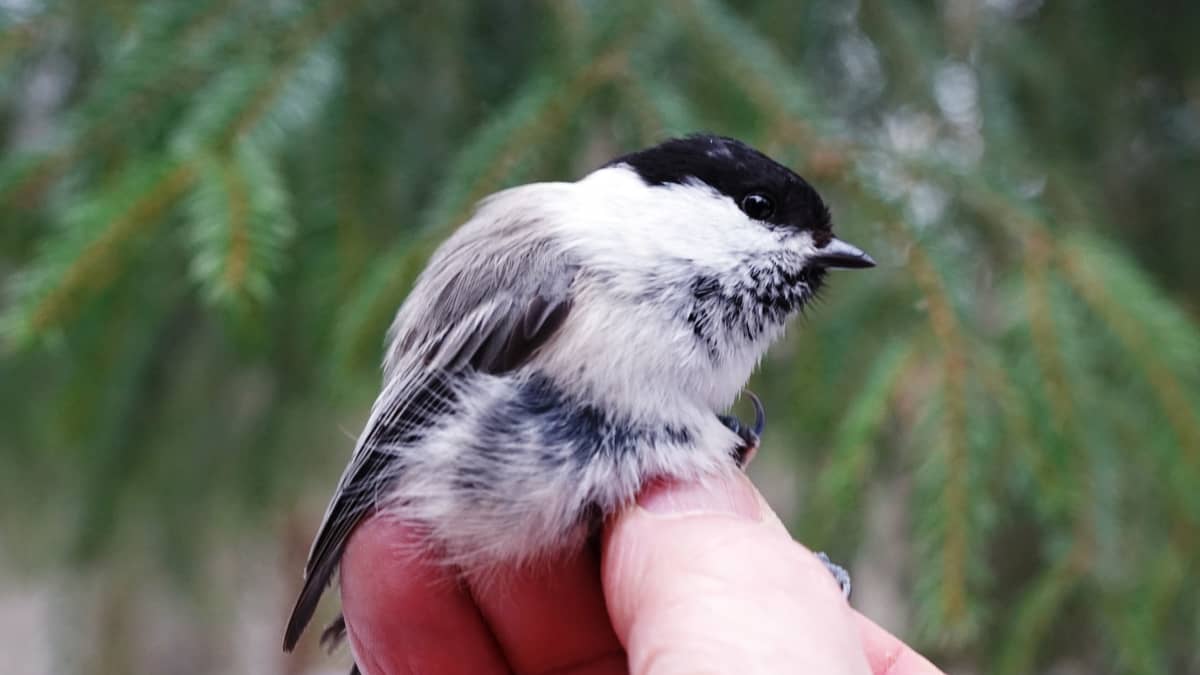 Suomen runsaslukuisin lintulaji on tänä vuonna vähissä, myös hömötiaisten  määrä jatkaa laskuaan | Yle Uutiset