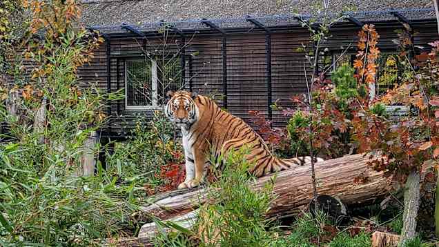 Amurintiikeri Odris ennen lähtöään Opolen eläintarhassa. Kuva: Zoo Opole.