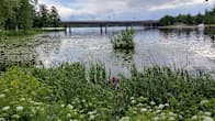 Kesäinen järven ranta ja taustalla silta.