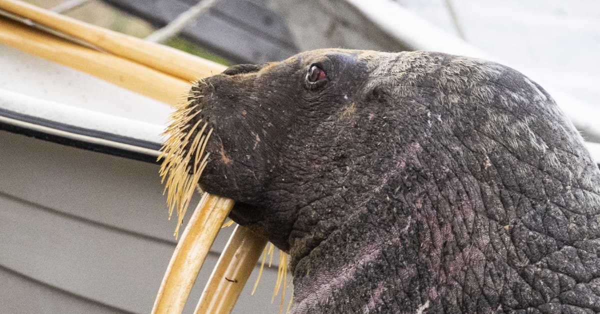 Walrus rescue attempt fails — experts seek cause of death | News | Yle  Uutiset