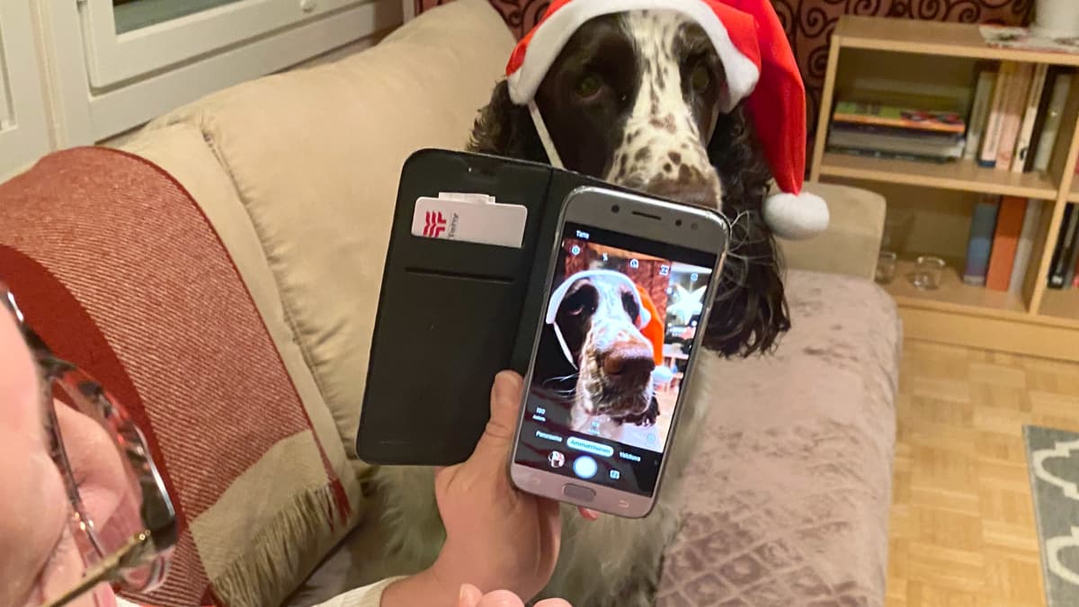 Nainen kuvaa kännykällä koiraa, jolla on tonttulakki päässä.