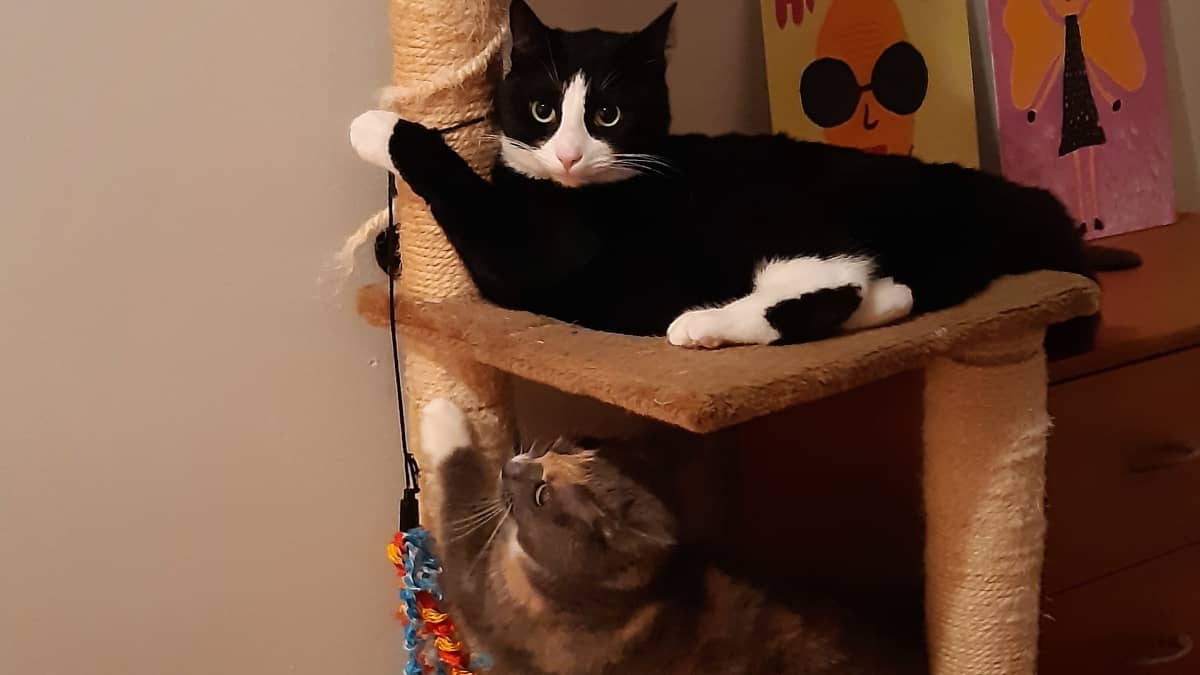 Kissoja leikkimässä raapimapuussa.