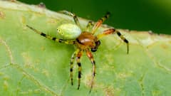 Vihreällä lehdellä on vihreävärinen hämähäkki, jolla on vihreämustat jalat ja oranssi vartalo.