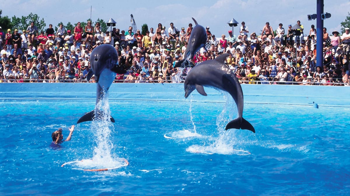 Delfiinit esiintyvät suuren ihmisjoukon edessä.