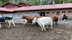 Lehmiä juoksemassa laitumelle Koulutuskeskus Salpauksen Asikkalan opetusnavetasta.