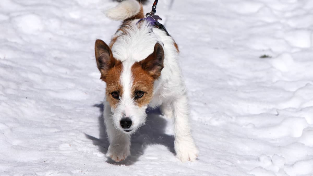 Pieni koira juoksee korvat lepattaen ja hihna kireällä lumisella polulla.