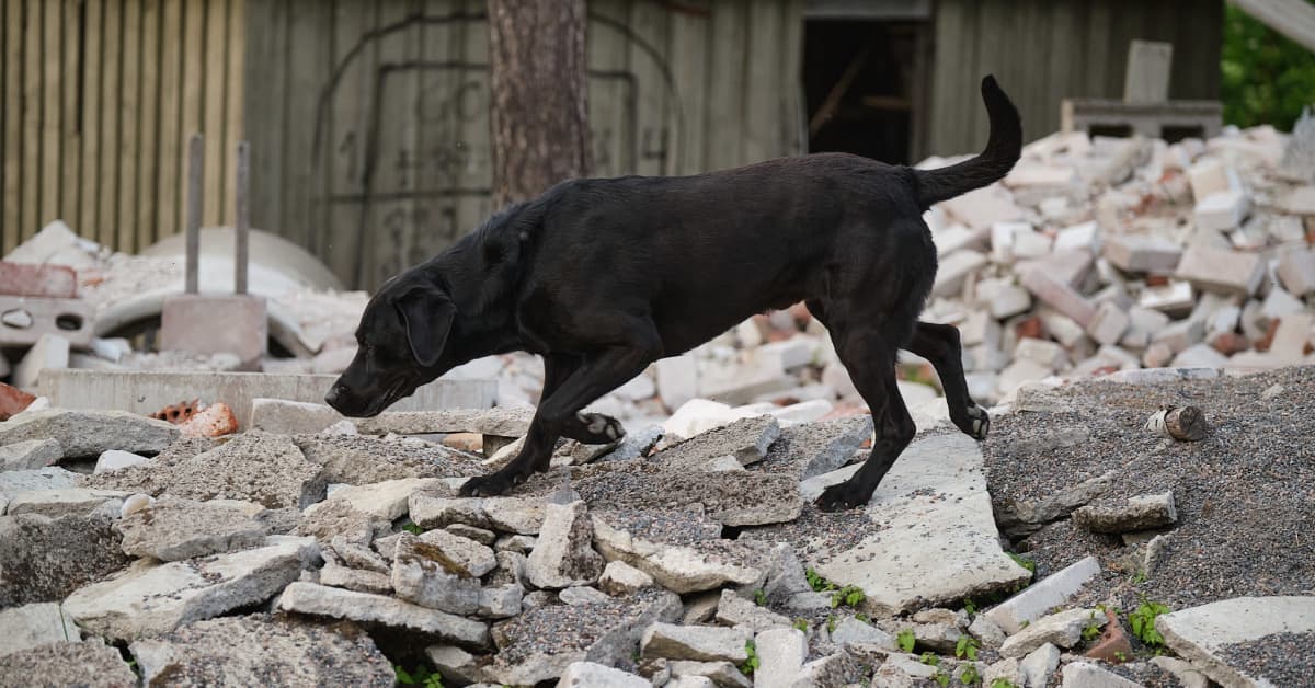 Suomessa koulutetaan maailman parhaimpiin kuuluvia rauniokoiria, mutta  niitä ei lähetetä maanjäristysalueille etsimään kadonneita