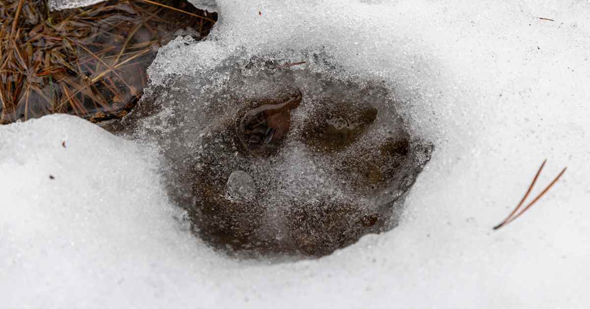 Metsästäjä ampui koiransa kimpussa olleen suden Joensuussa