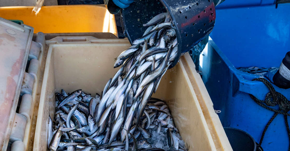 SVT: Mindre miljögifter i strömming jämfört med tidigare | Inrikes ...