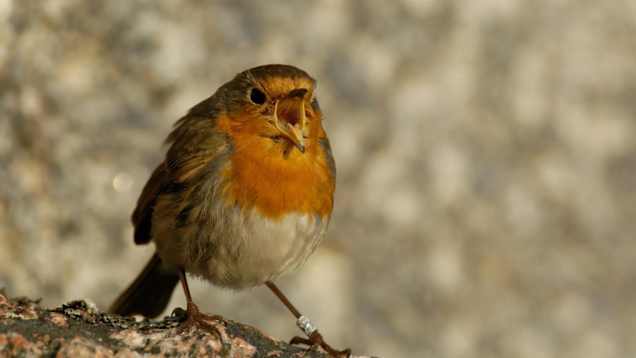 En rödhake ger varningsrop.