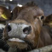 Lehmän kostea turpa. 